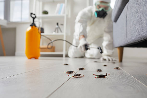 Trusted Rodent Control service in Boyceville, WI - Nex Pest Control